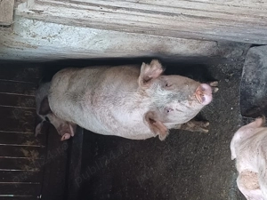 PORCI crescuți cu cereale din propria producție.. 