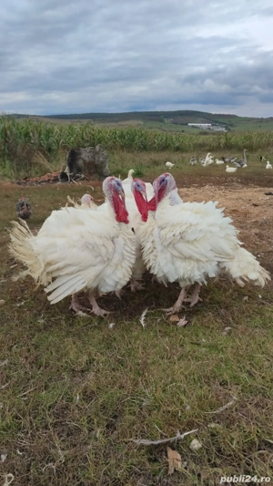 curcani bio - imagine 3 curcani bio - imagine 3