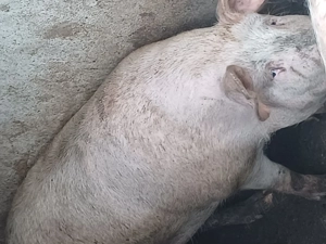 PORCI crescuți cu cereale din propria producție..  - imagine 4