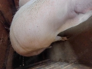 PORCI crescuți cu cereale din propria producție..  - imagine 2