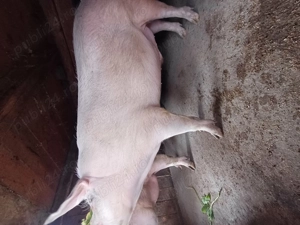 PORCI crescuți cu cereale din propria producție..  - imagine 3