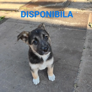 Cățeluși pentru adopție