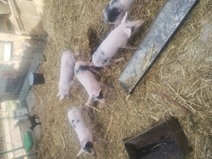 Vând purcei - imagine 3