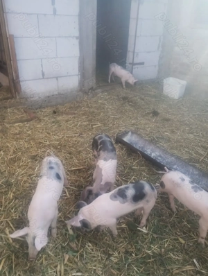 Vând purcei - imagine 2