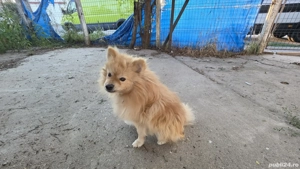 Donez Pomeranian adult 1an - imagine 2