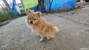 Pomeranian adult 1an