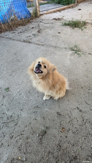 Donez Pomeranian adult 1an - imagine 4