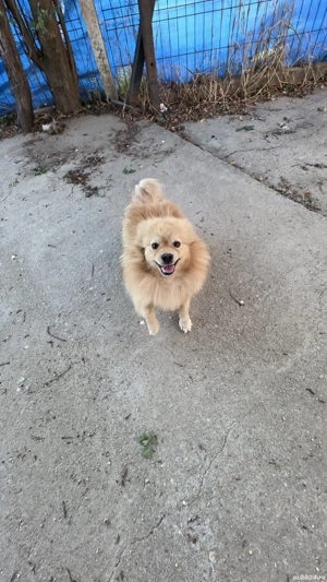 Donez Pomeranian adult 1an - imagine 5