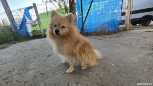 Donez Pomeranian adult 1an - imagine 3