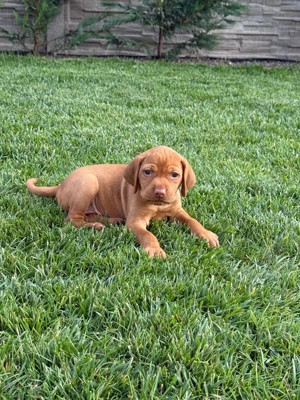 Vizsla Maghiară cu Pedigree