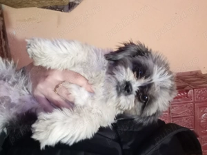 Catelusa de vanzare shithtzu 