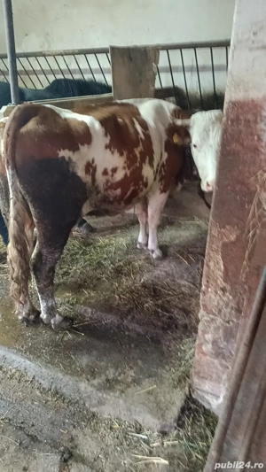 vand vaca gestantă in luna 7 