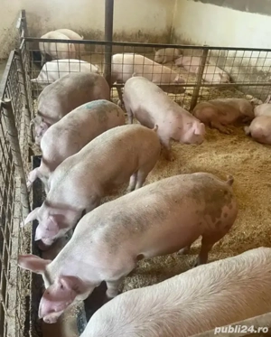 porci 100-150 kg  - imagine 2