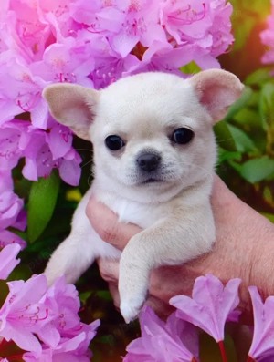 Descoperiți Puii de Chihuahua Mini -cățelul de buzunar