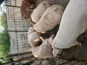 Porci rasa de carne crescuți natural