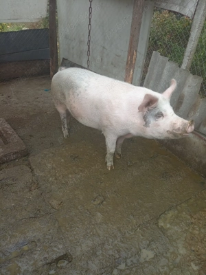 Porc de vânzare 