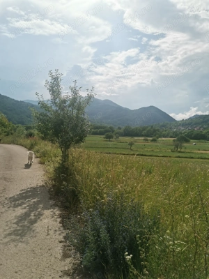 Parcele de teren de vanzare Munții Apuseni, Valea Ariesului, județul Alba. - imagine 2