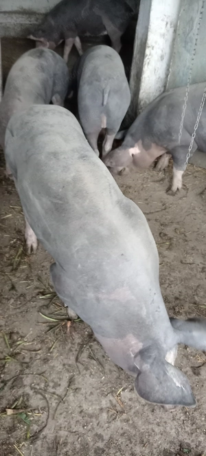 Porci, purcei  - imagine 5