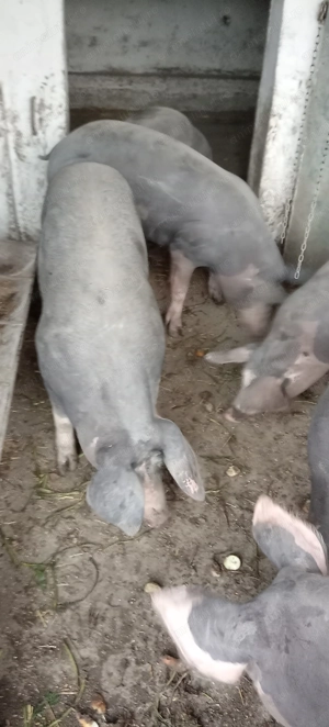 Porci, purcei  - imagine 3