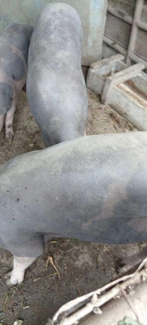 Porci, purcei  - imagine 4