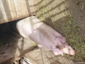 Vand porci - imagine 2