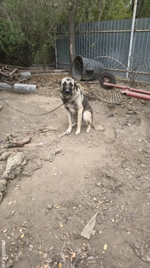 vând schimb câine de pază  - imagine 2 vând schimb câine de pază  - imagine 2