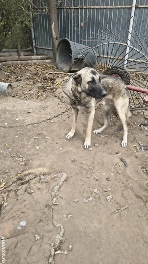 vând schimb câine de pază 