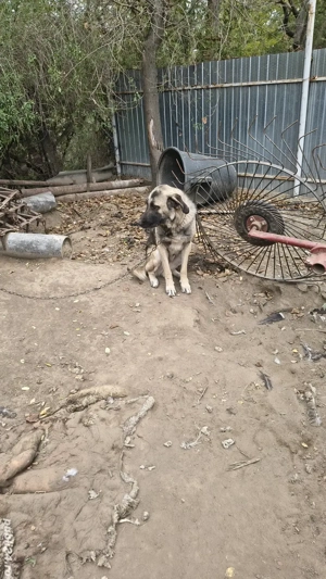 vând schimb câine de pază  - imagine 3 vând schimb câine de pază  - imagine 3