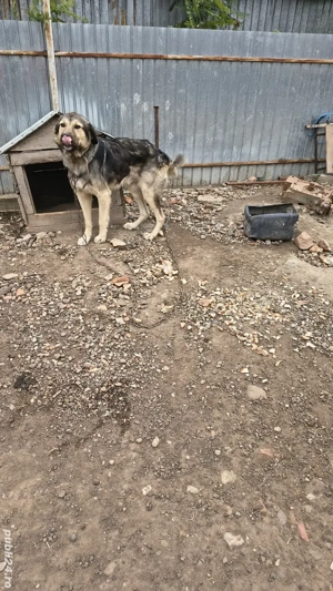 vând schimb câine de pază  - imagine 4 vând schimb câine de pază  - imagine 4