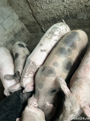 Porc 90-100 kg rasa de carne 