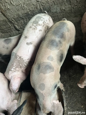 Porc 90-100 kg rasa de carne  - imagine 2