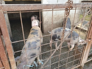 Vanzare-vanzare - imagine 3