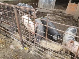 Vanzare-vanzare - imagine 2