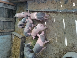 Purcei rasă de carne