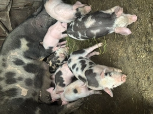 Purcei de 6 saptamâni 500 lei - imagine 3