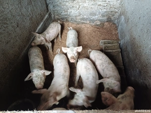 Purcei 5 luni  - imagine 3