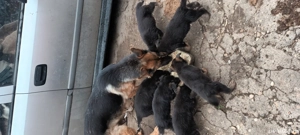 câini lup de vânzare