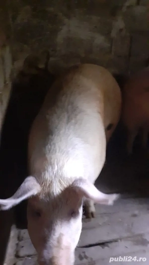 vând porci pentru sacrificat 