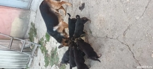 câini lup de vânzare - imagine 2