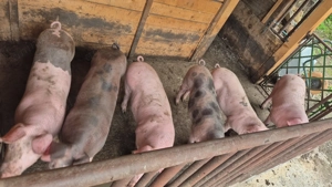 Soldani de carne - imagine 3