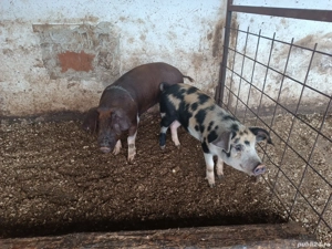 vând doi grăsuni castrați la 40kg ++ - imagine 2 vând doi grăsuni castrați la 40kg ++ - imagine 2