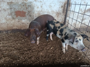 vând doi grăsuni castrați la 40kg ++ - imagine 3 vând doi grăsuni castrați la 40kg ++ - imagine 3