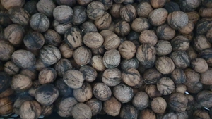 Vând nuci în coajă