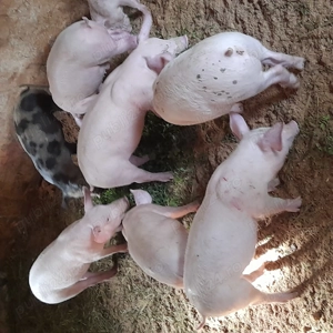 Purcei de vanzare 30 kg - 35 kg