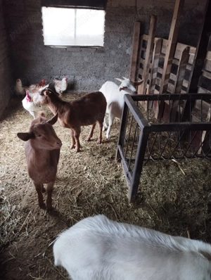 Ieduțe de vânzare  - imagine 3