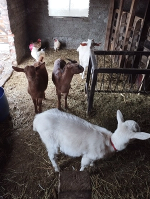 Ieduțe de vânzare  - imagine 4