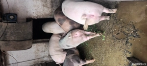 Porci scrofite de vânzare