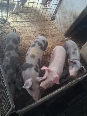 Vând suldani între 40 60 kg bugata