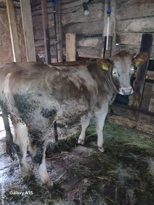 vitica de 6 luni - imagine 4