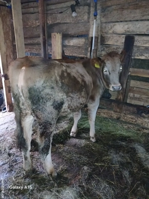 vitica de 6 luni - imagine 2